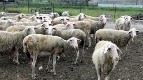 Массовое уничтожение поголовья мелкого рогатого скота, разорение животноводческих ферм вследствие «производственной модели», продвигающей интересы капиталистов